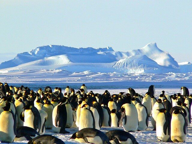 emperor-penguins