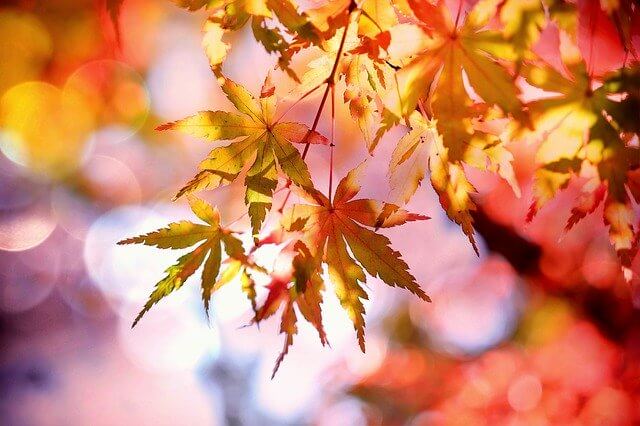 maple-autumn